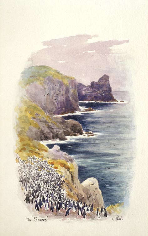 Snares crested penguins