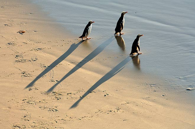 Yellow-eyed penguins: Otapahi