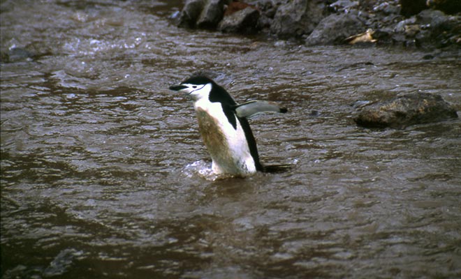 Chinstrap penguin