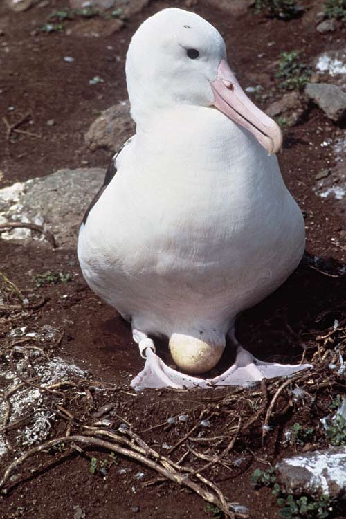 Incubating the egg 