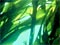 A forest of bladder kelp