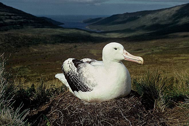 Southern royal albatross