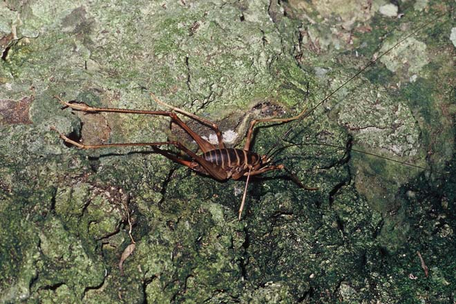 Cave wētā