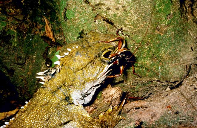 Tuatara eating a wētā 