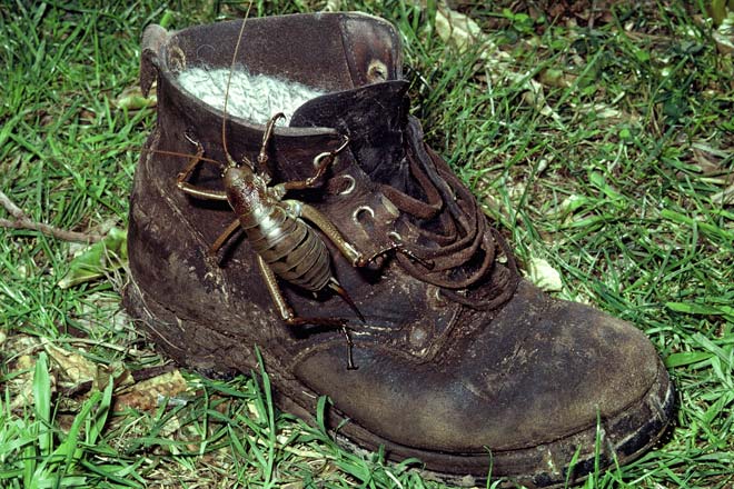 Wētā on a boot