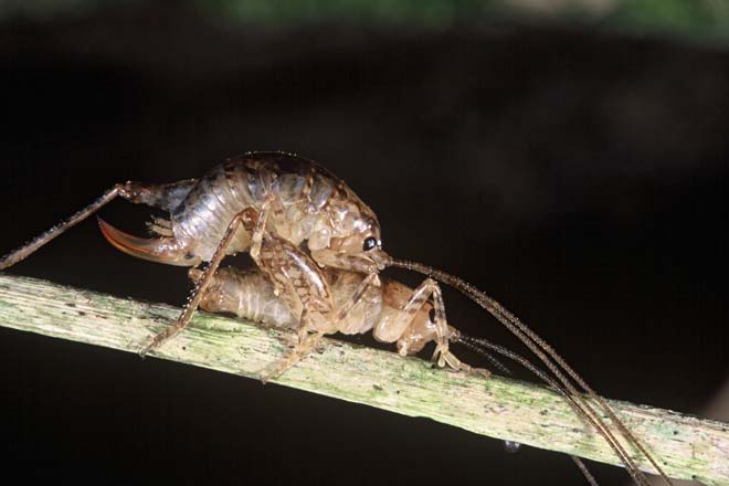 Cave wētā