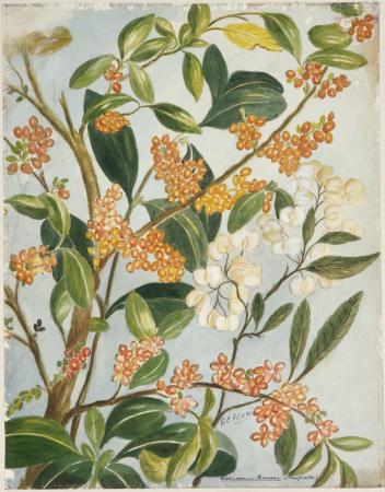 Coprosma baueri by Emily Harris