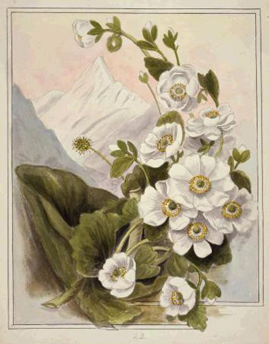 Mount Cook Lily Emily Cumming Harris