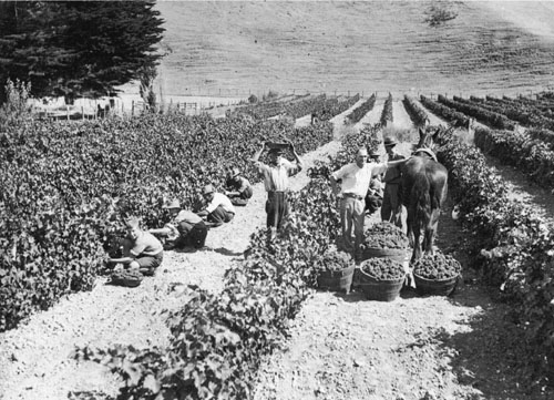 Tom McDonald (centre) in his vineyard, Taradale, Hawke's Bay