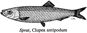 Sprat, Clupea antipodum