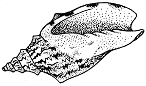 Arabic volute, Alcithoe arabica