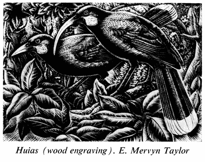 'Huias', E. Mervyn Taylor