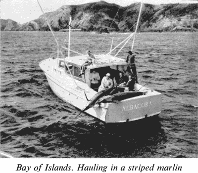 Bay of Islands. Hauling in a striped marlin