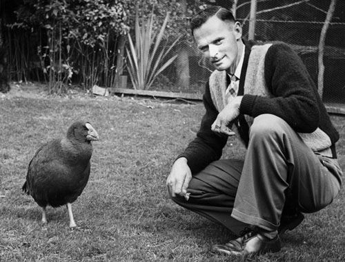 Elwyn Welch crouching outdoors beside a takahē.