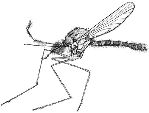 Vigilant mosquito