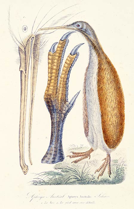 Early European engraving