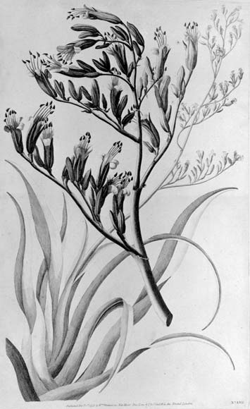 A new plant