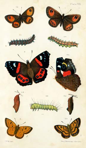 Butterfly specimens