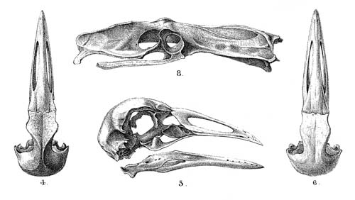 Extinct coot