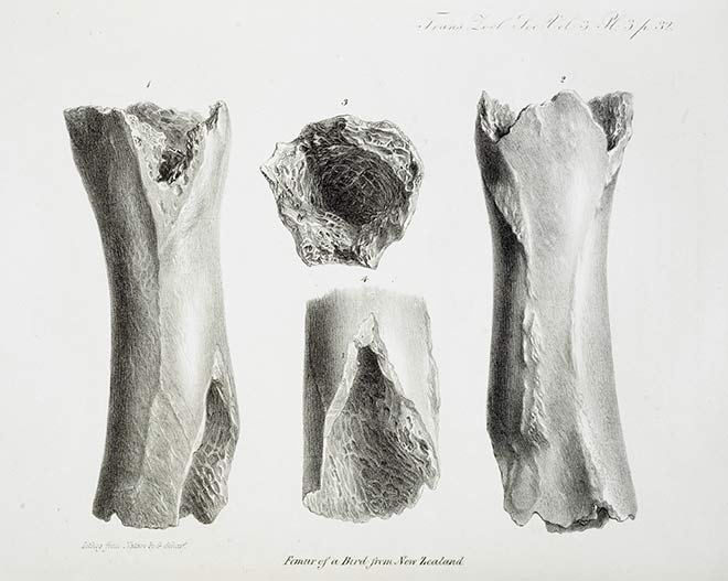 Moa bone 
