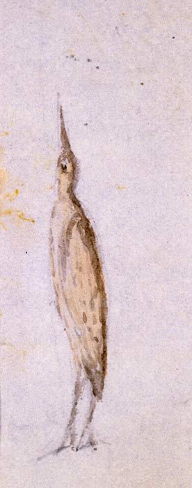 ‘The bittern at rest’