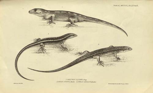 Lizards