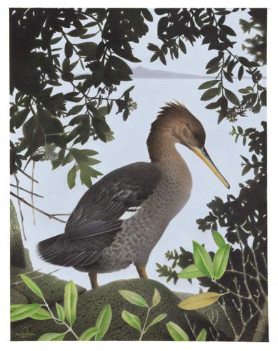 Southern merganser