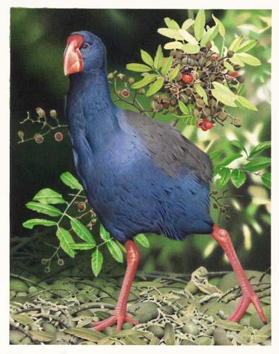 North Island takahē