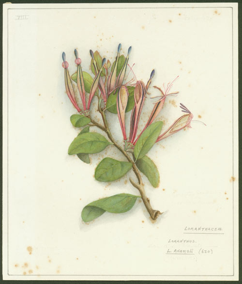 Adams mistletoe