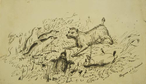 Heaphy’s dog attacking penguins