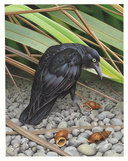 New Zealand raven