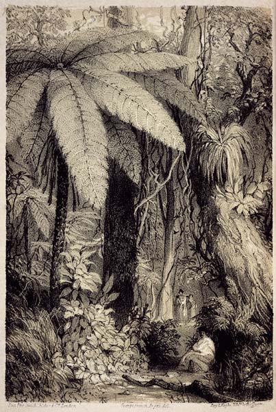 Forest scene near Waipā