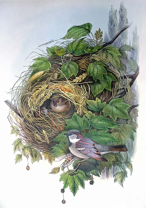 House sparrow