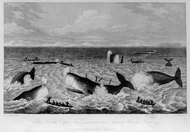 Hunting sperm whales