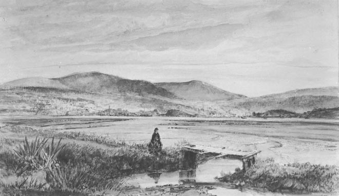Swampy Dunedin