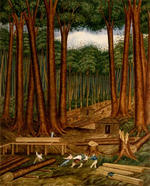 Felling kauri for timber