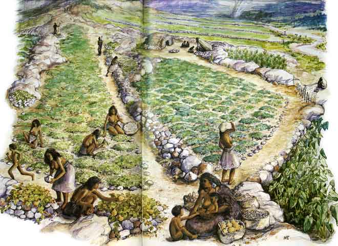Māori garden, 18th century