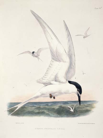 White-fronted tern