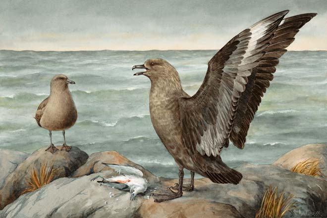 Subantarctic skua defending its prey