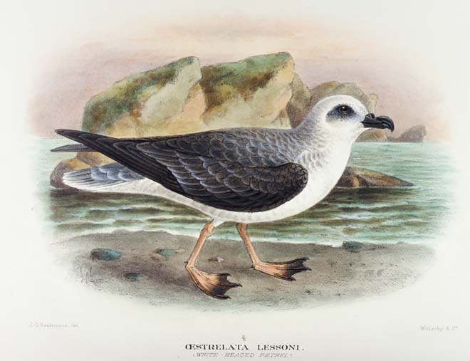 Gadfly petrel