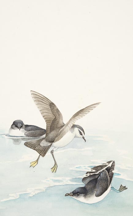 Diving petrels and white-faced storm petrel