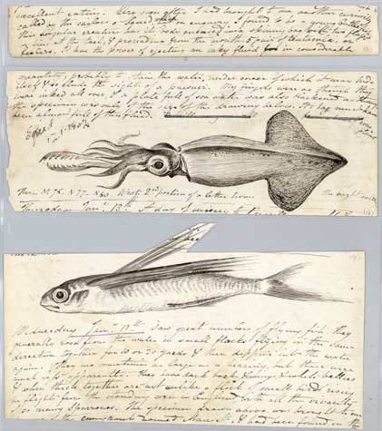 Flying fish