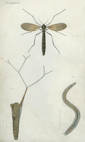 Stages of glow-worm development