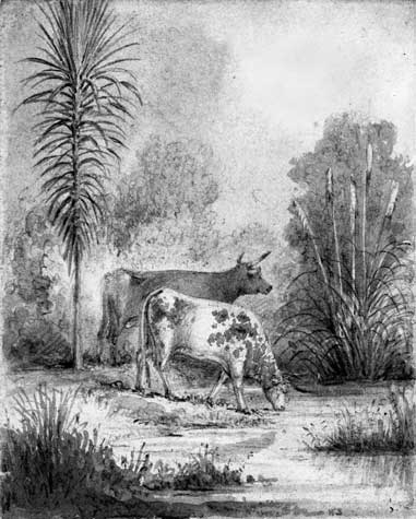 Cattle in the bush, Hutt River