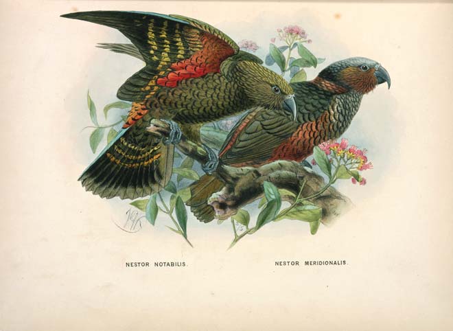 Kea and kākā colours