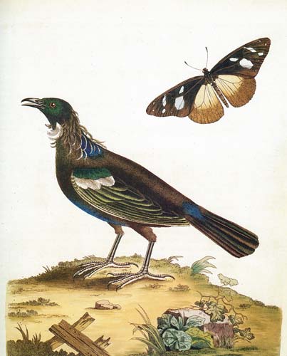 Tūī