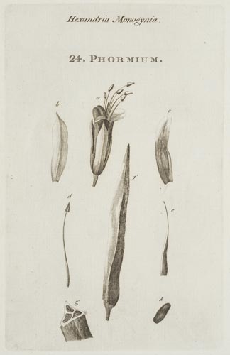Flax