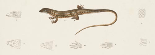 Brown skink