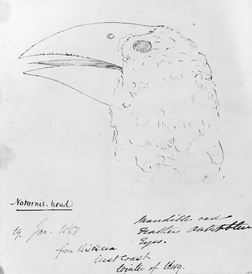 Takahē