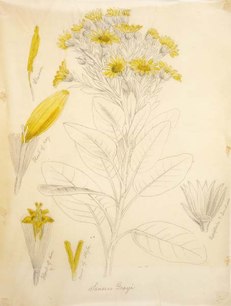 Brachyglottis greyi